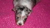 CHIOT2  BLEU MERLE