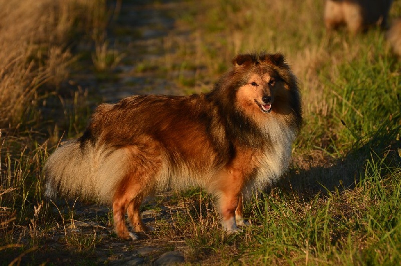 Izar belle etoile Du Val Des Delices De Chimene