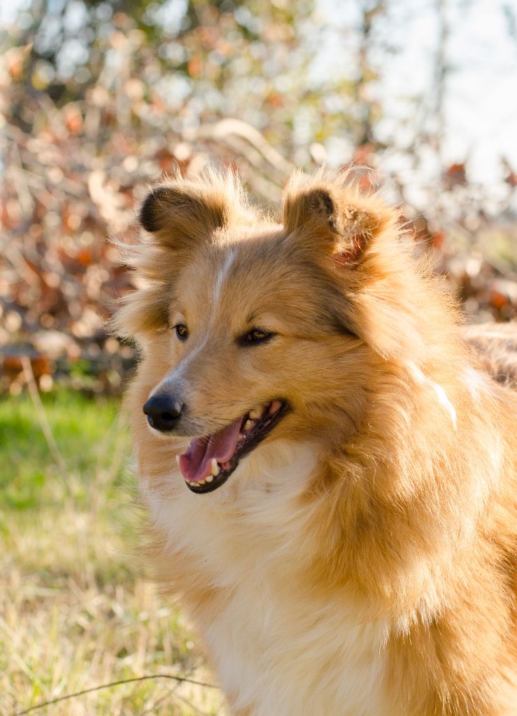 Jolie blonde Du Val Des Delices De Chimene